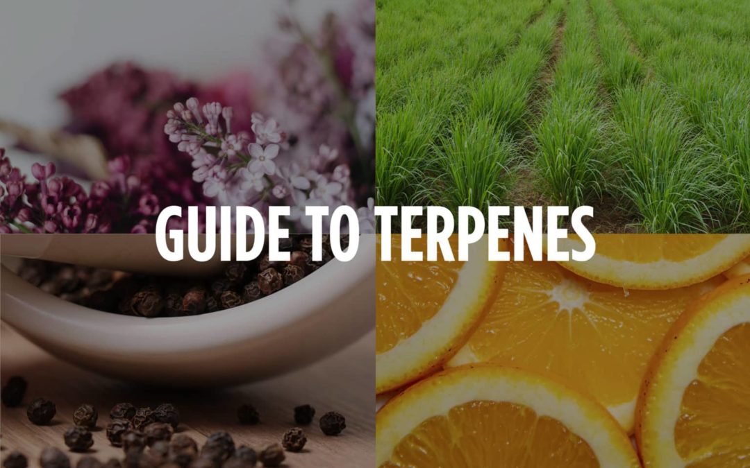 Ultimate Guide to Terpenes: Introduction