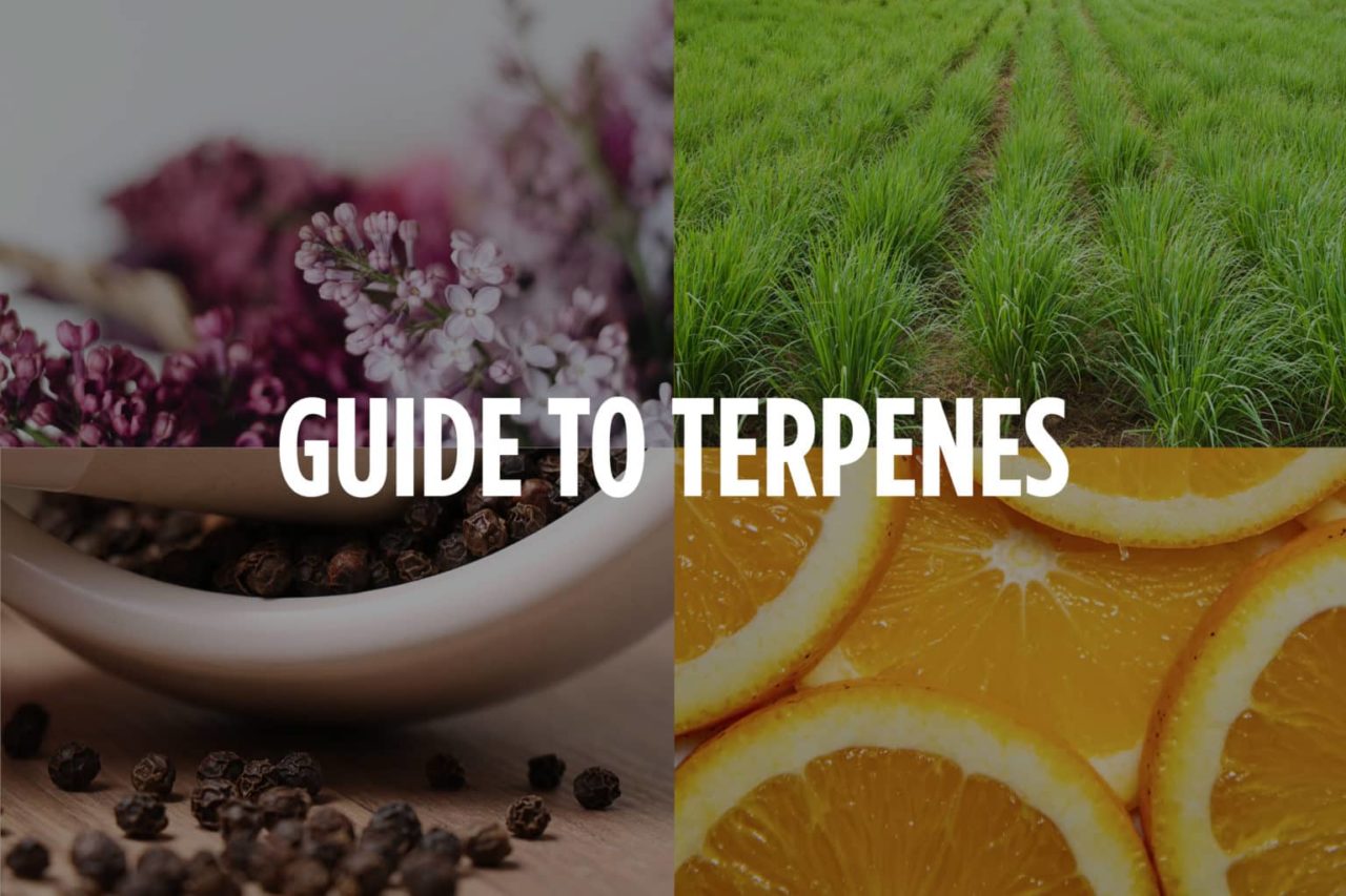 Ultimate Guide to Terpenes: Introduction