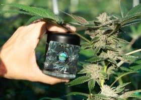 New ‘Grower’s Choice’ launch doubles down on Cali sun-grown cannabis