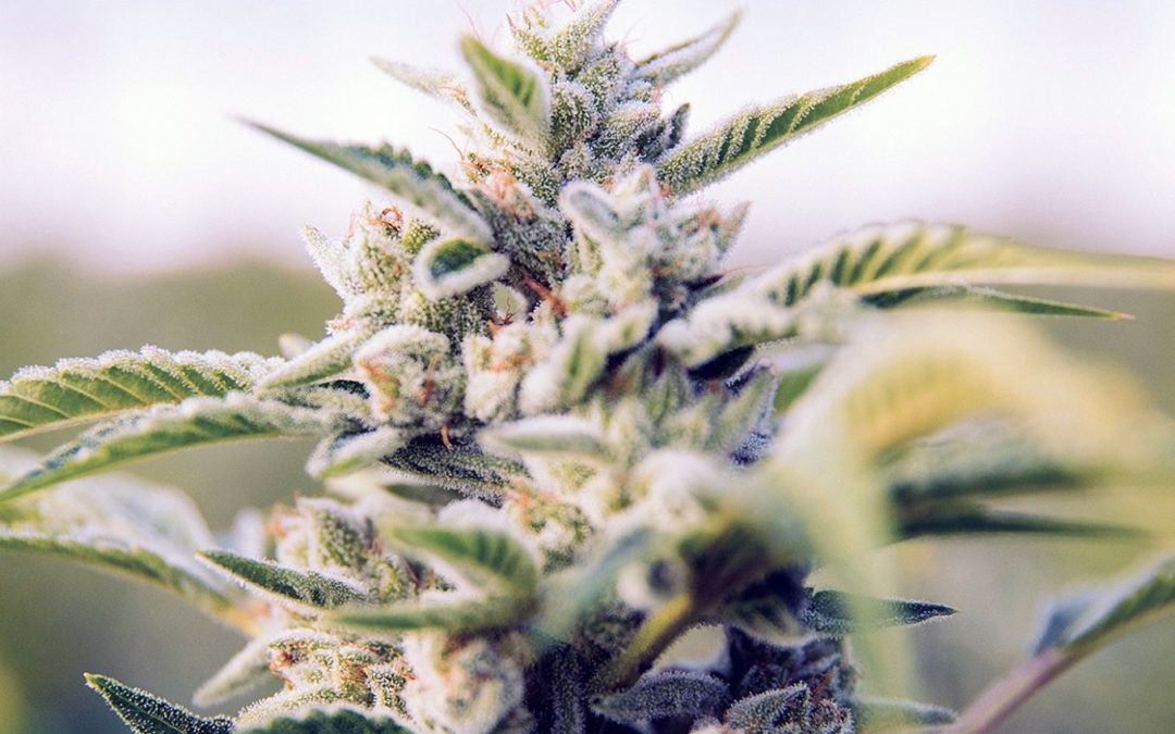 The Ultimate Cannabis Flower Guide