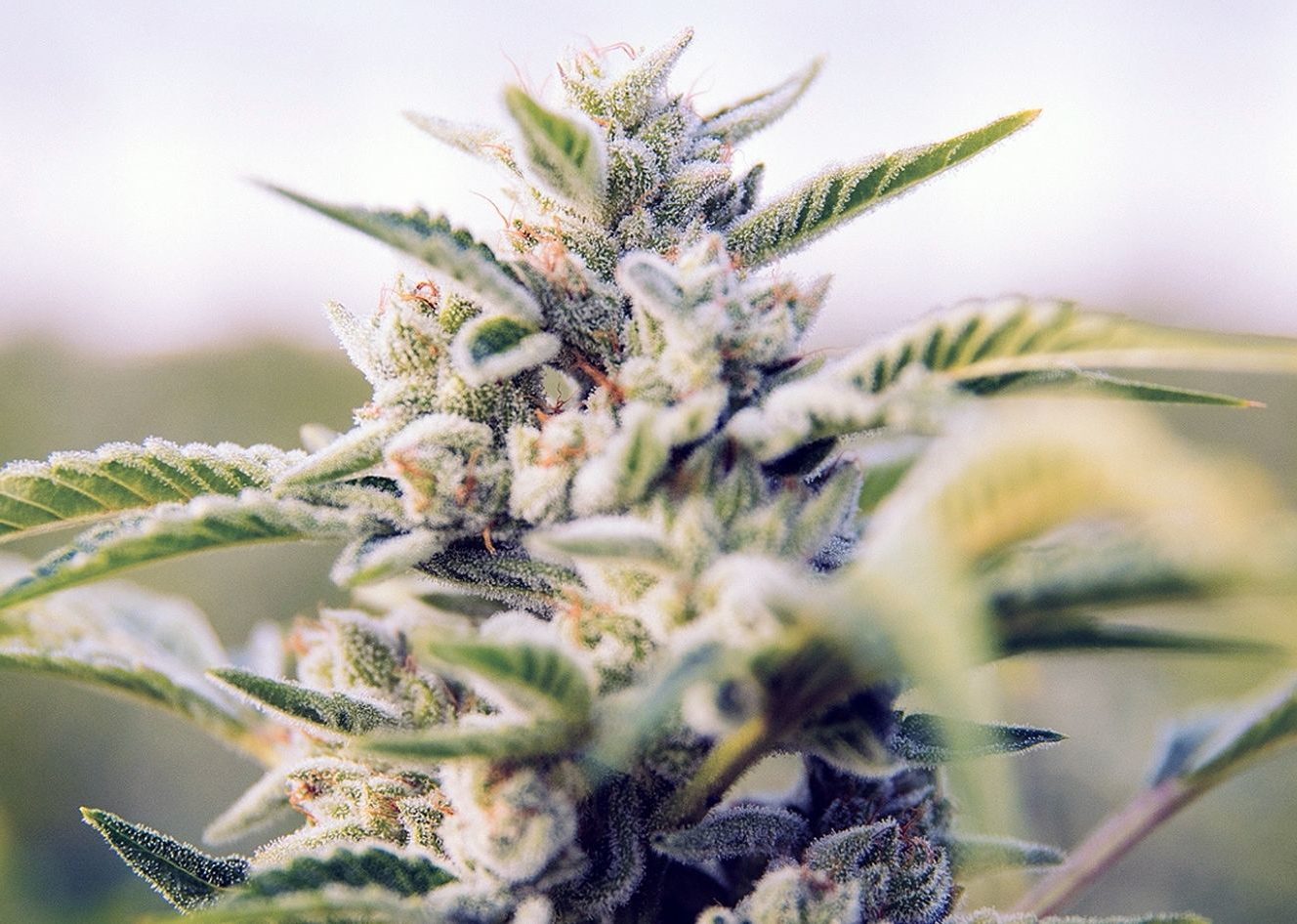The Ultimate Cannabis Flower Guide