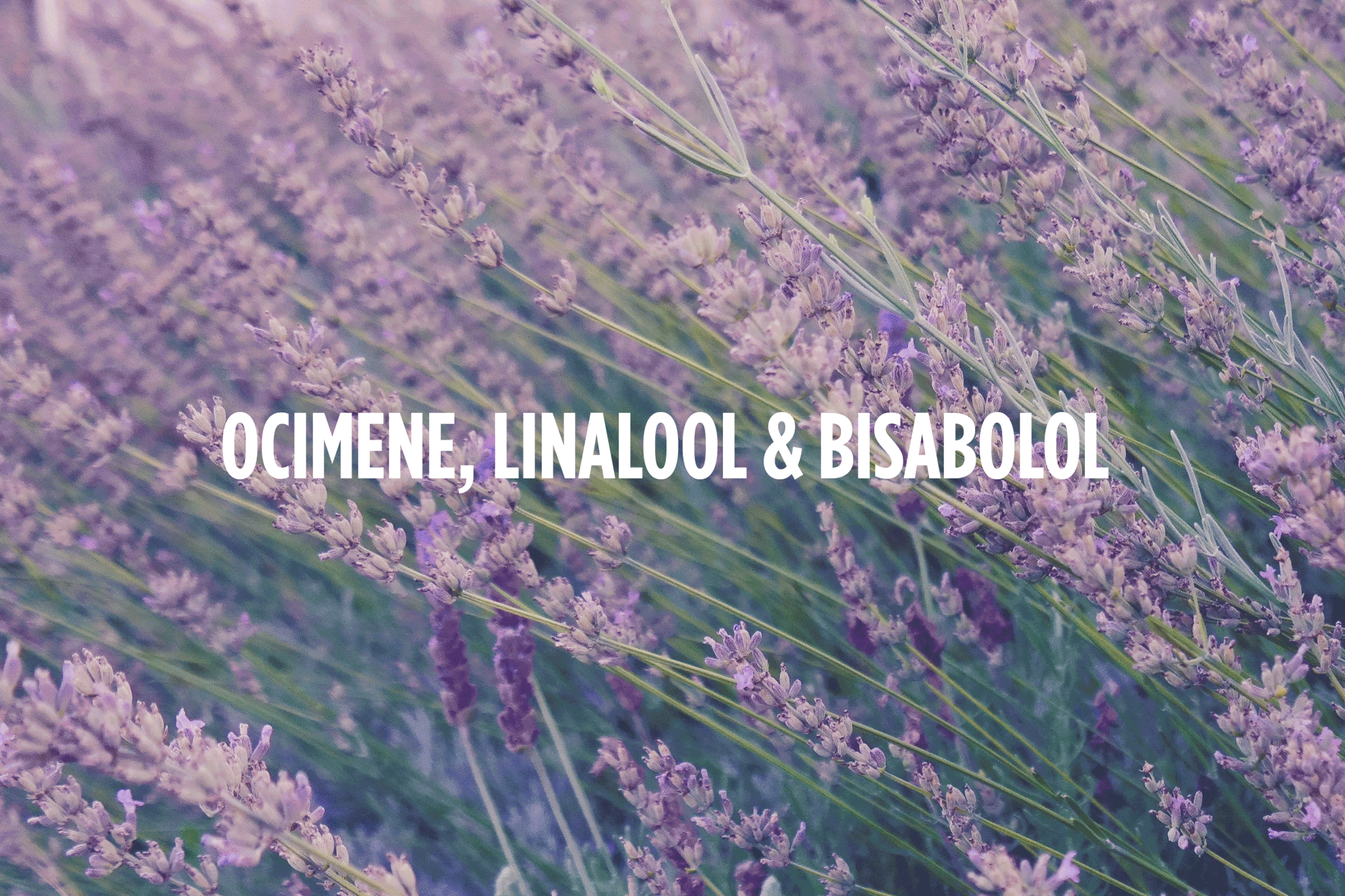 Cannabis Terpenes — Ocimene, Linalool, & Bisabolol
