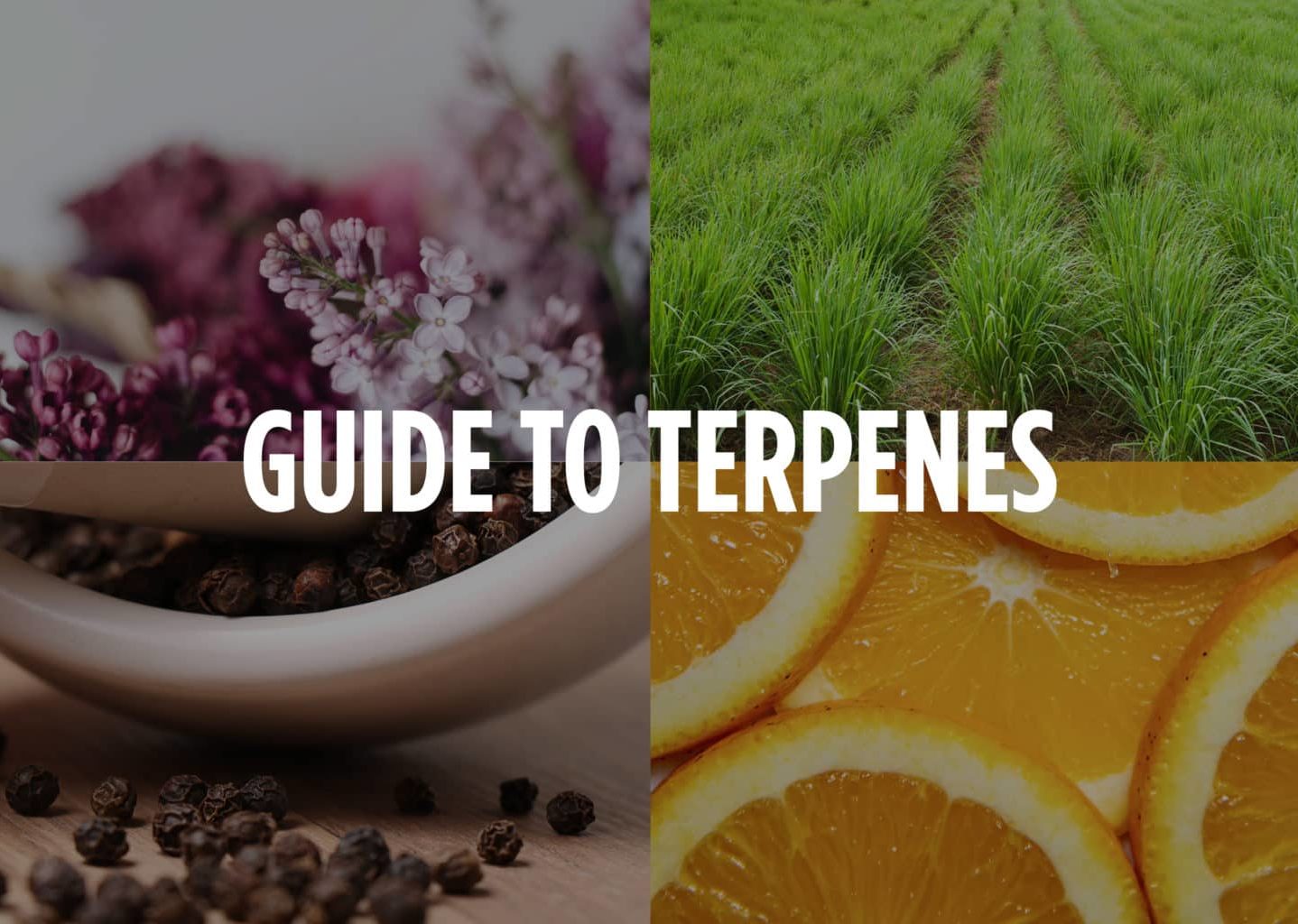 Ultimate Guide to Terpenes: Introduction