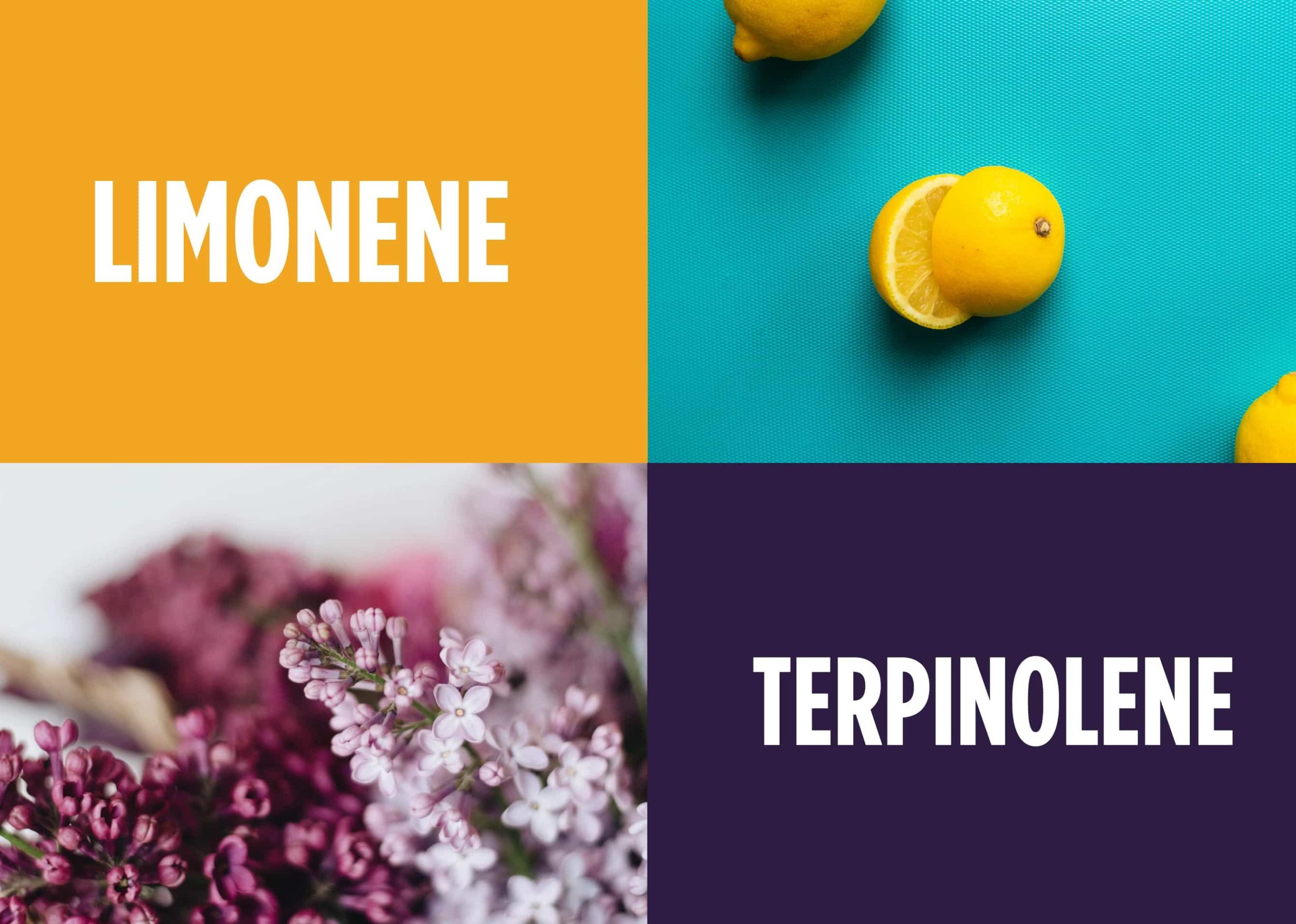 Definitive Guide to Terpenes — Limonene & Terpinolene