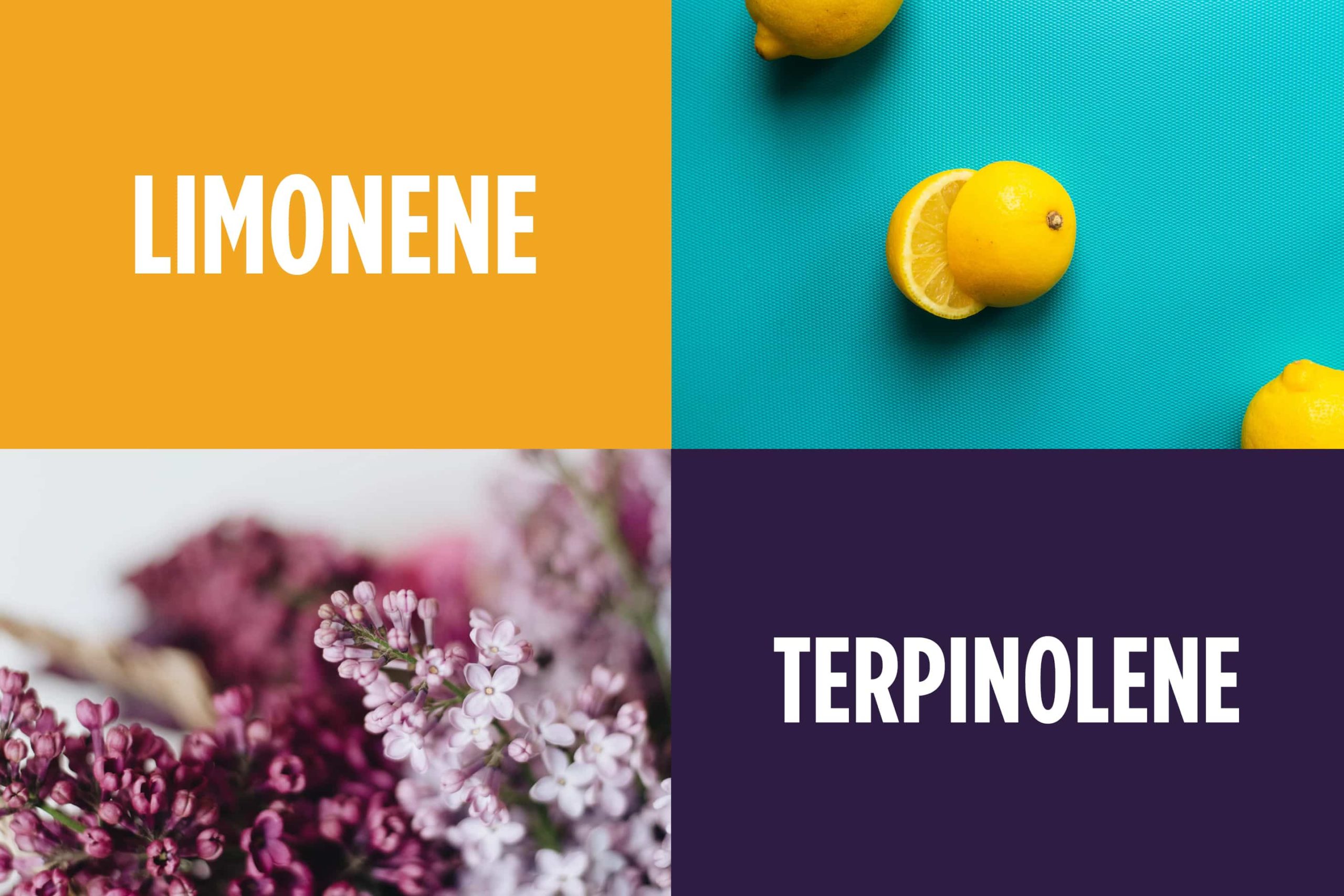 Guide to Terpenes - Terpinolene Limonene