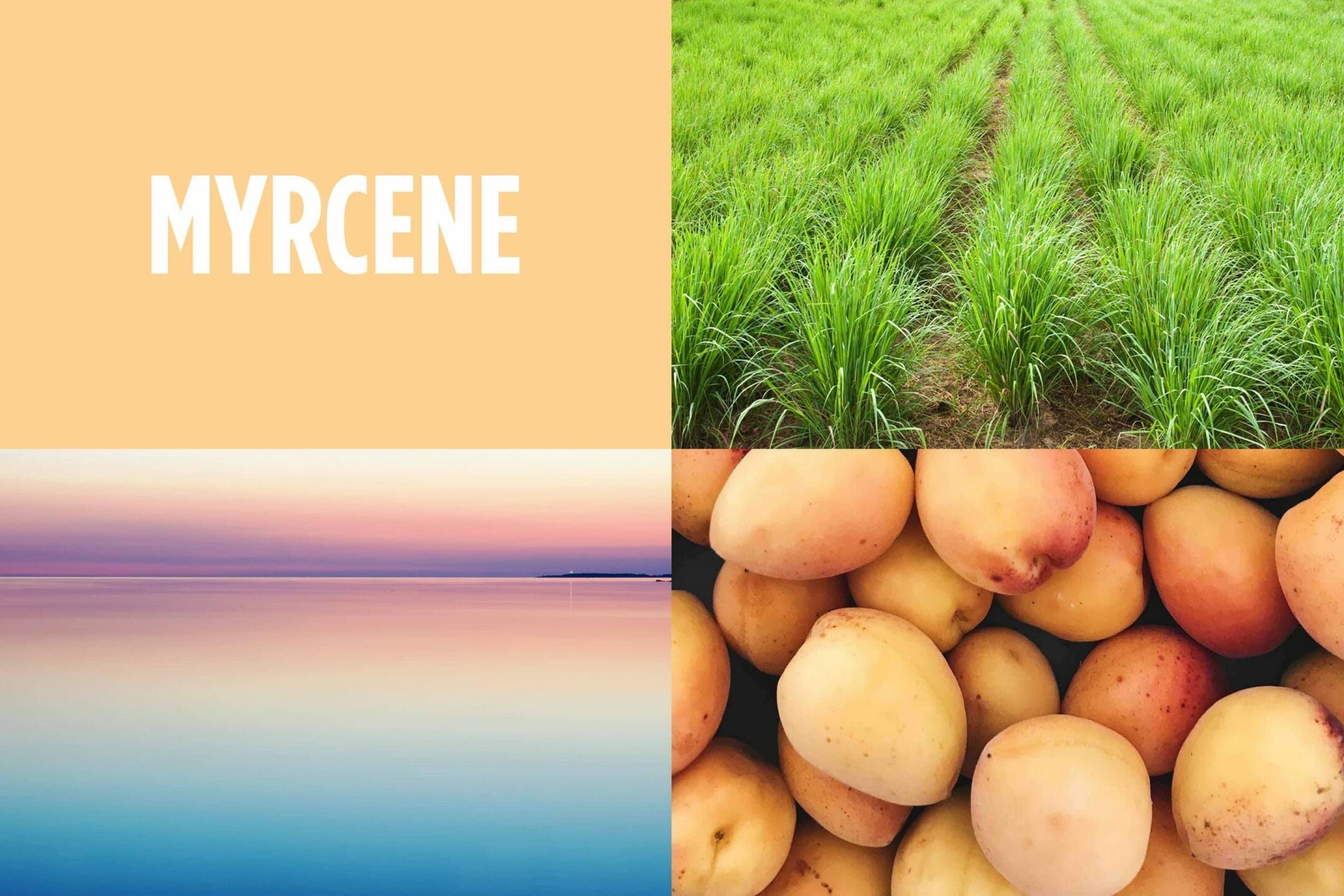 Guide to Terpenes — Myrcene