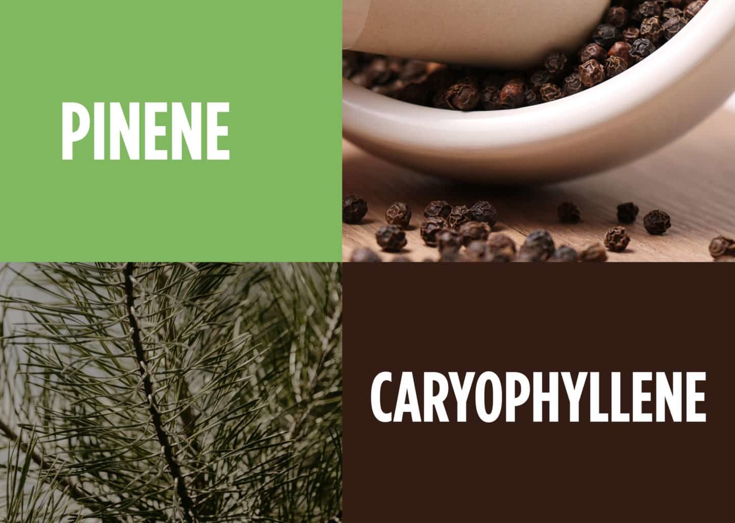 Ultimate Guide to Terpenes — Pinene & Caryophyllene