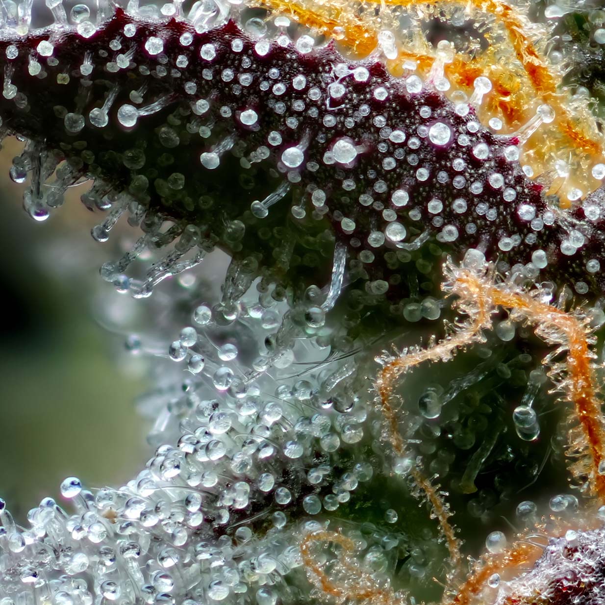 Cannabis Bud Detail