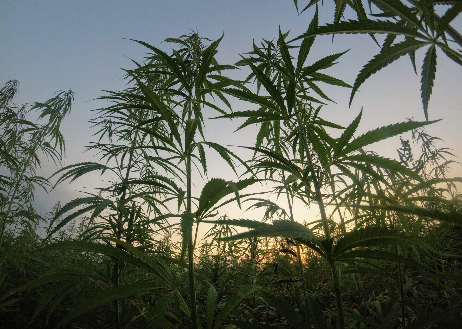 Cannabis Conservation: A Strong Commitment to the Earth
