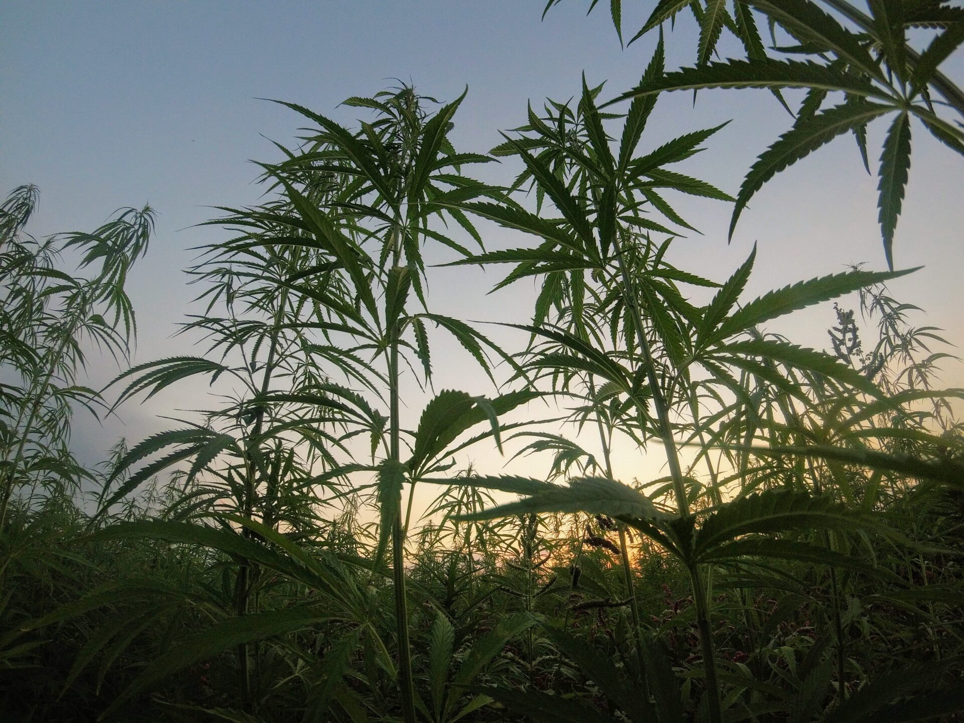 Cannabis conservation