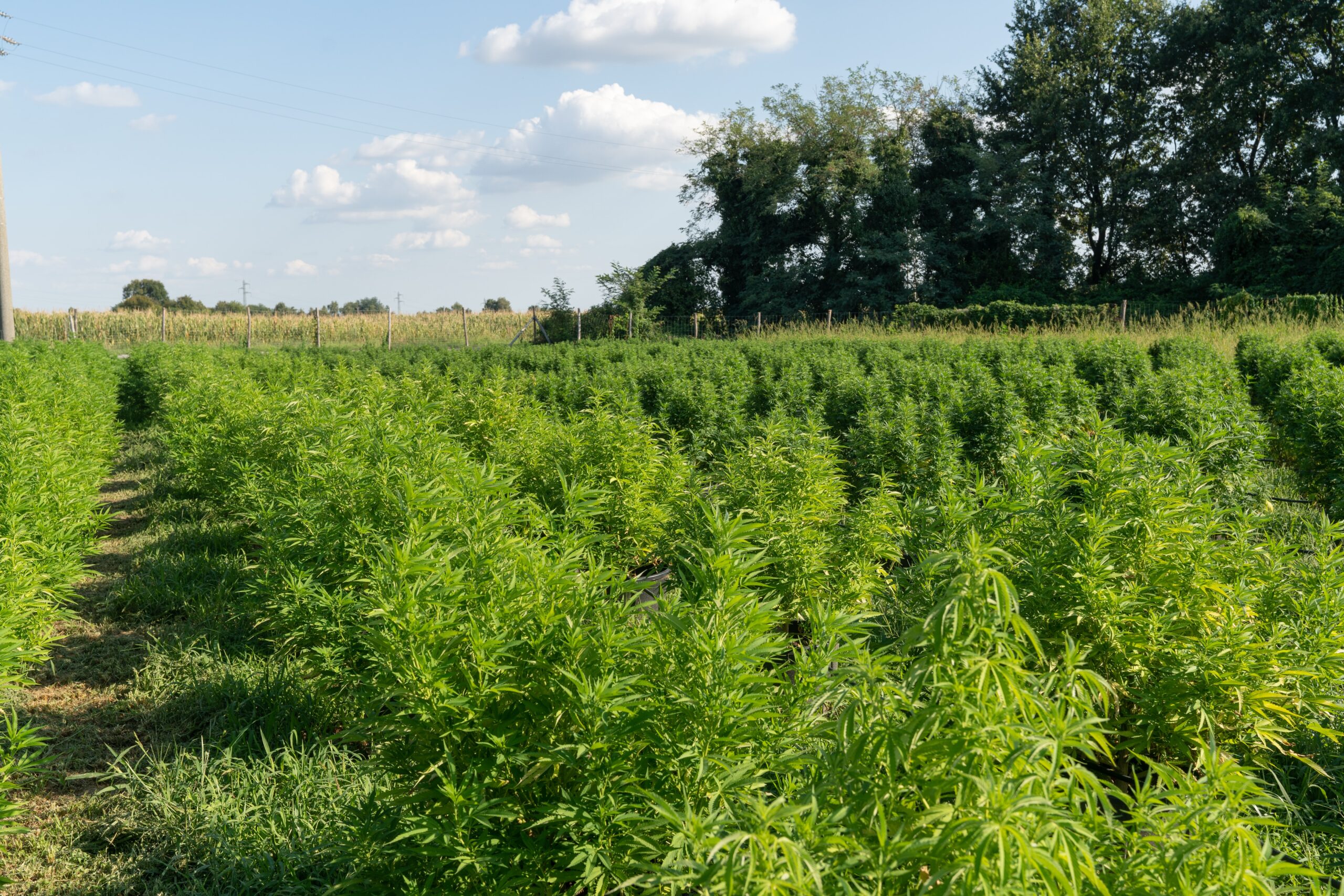 Regenerative cannabis farming