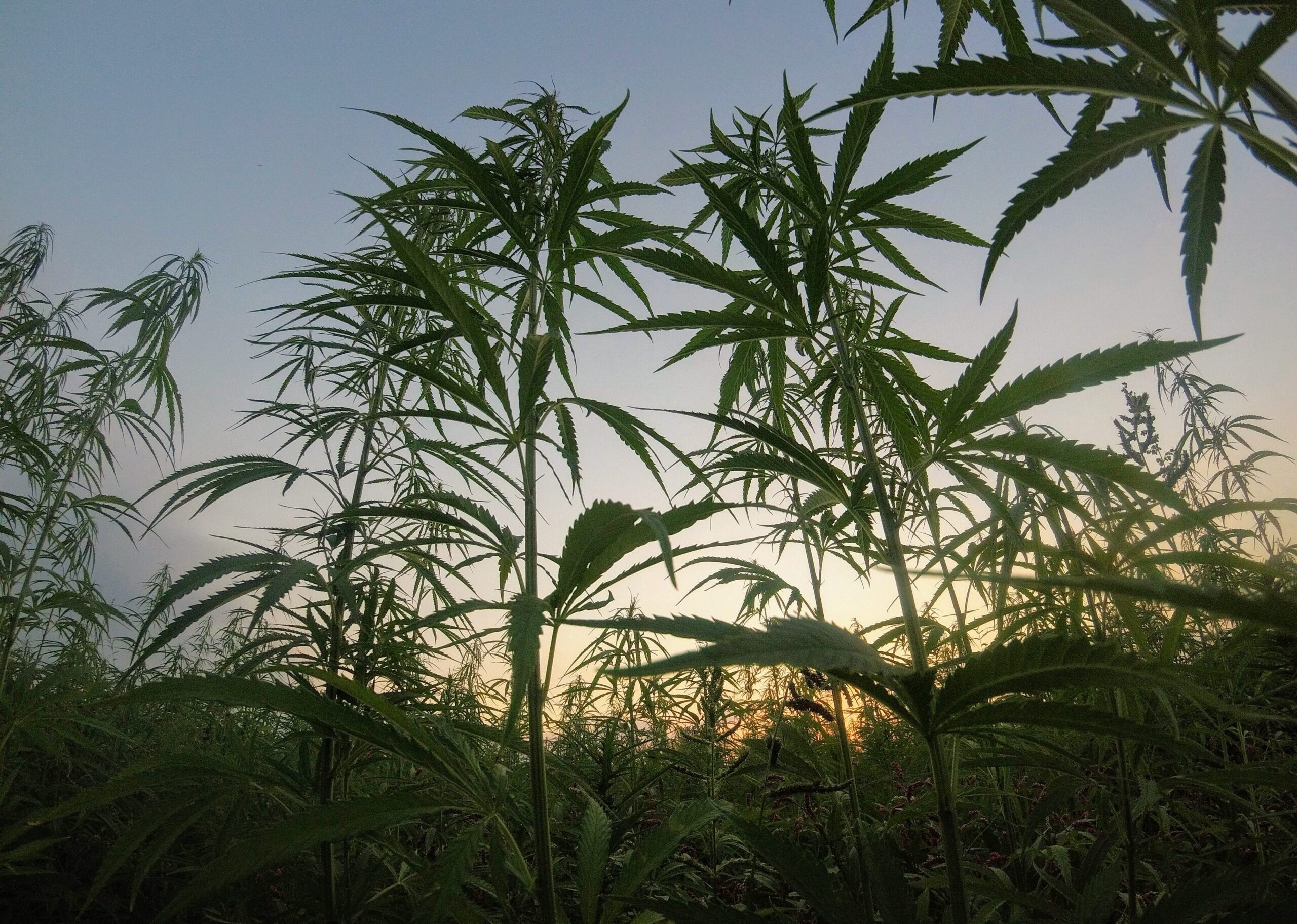 Regenerative Cannabis Farming