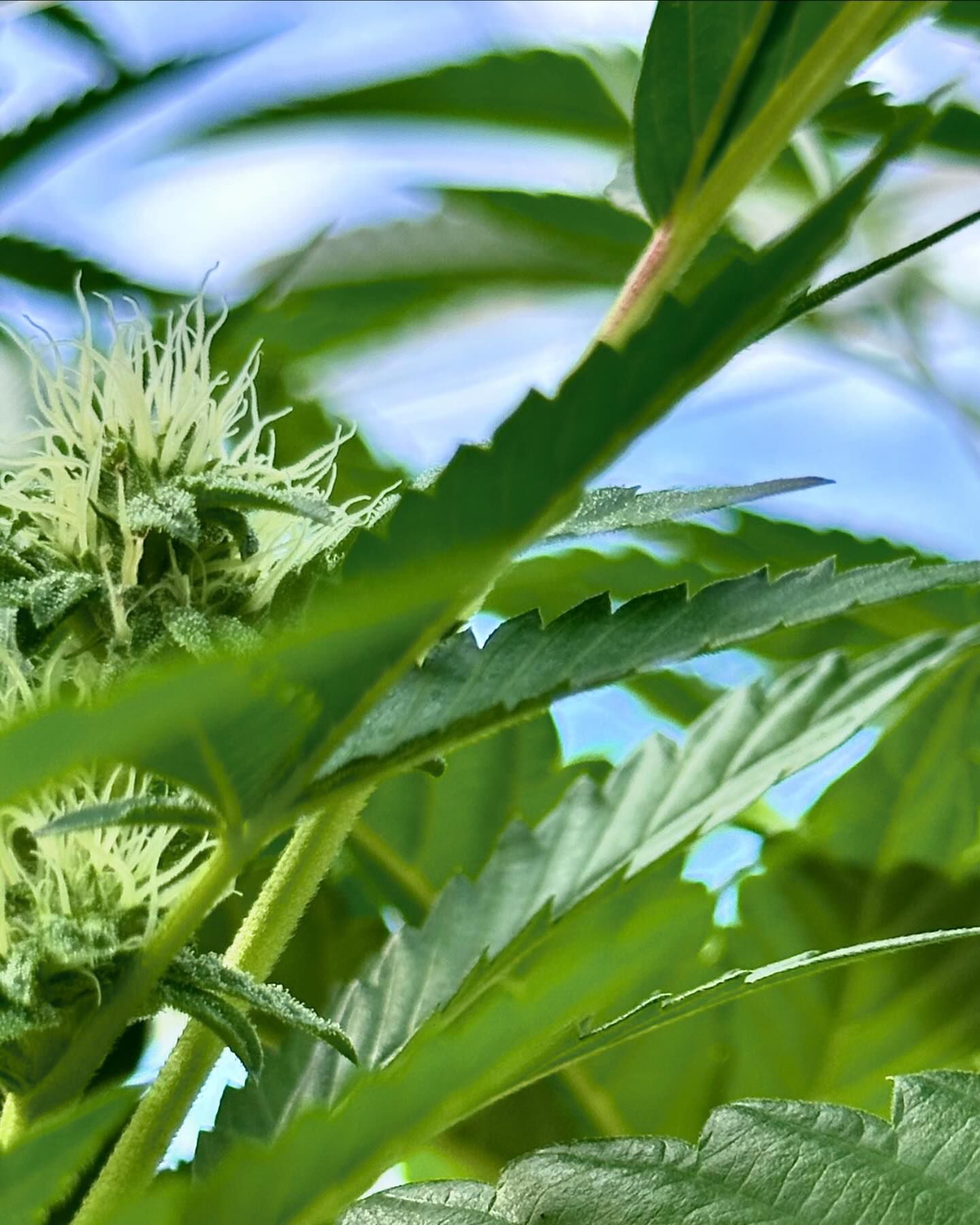 Where to grow cannabis