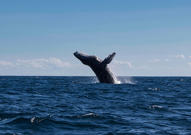Whale Wathcing